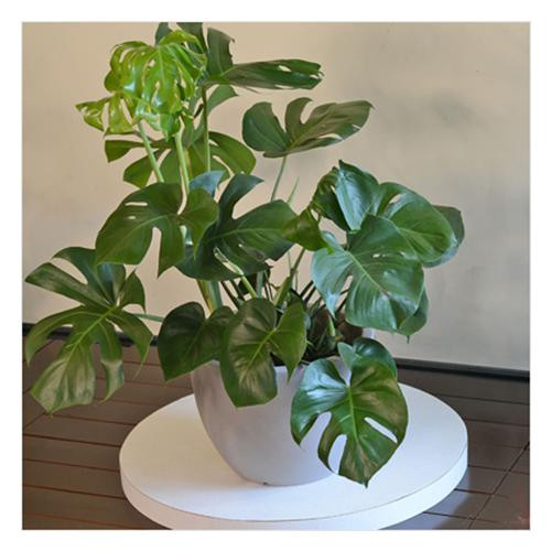 Monstera Deliciosa – Plant